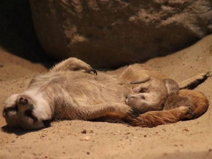 В казанском зоопарке у сурикатов родились детеныши