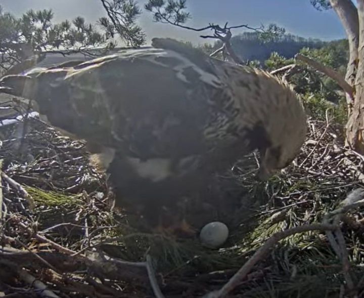 Самка солнечного орла снесла первое яйцо в нацпарке «Нижняя Кама»