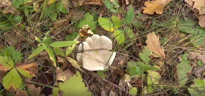 Штраф до миллиона рублей: татарстанцам рассказали, почему за сбор редких грибов можно получить «уголовку»