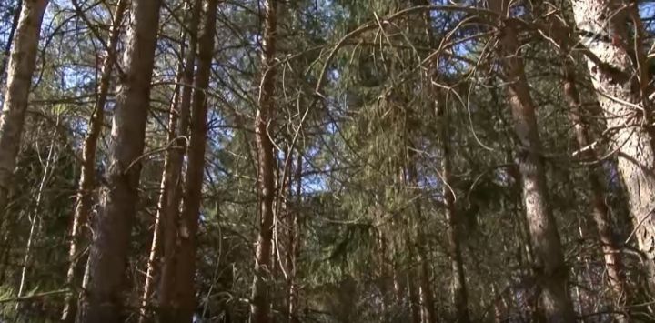 Мэрия Казани прокомментировала назревающий скандал, связанный с лесопарком на Дубравной