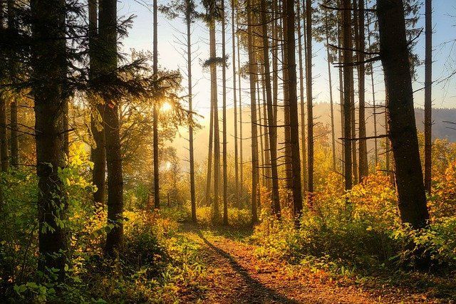 В Нижнекамске в парке «Семья» появится кедровый лес