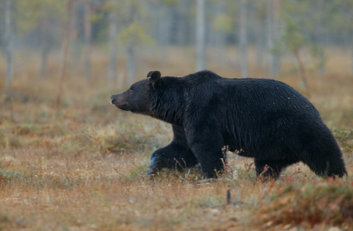 В Госкомитете по биоресурсам рассказали, где можно встретить бурого медведя в Татарстане