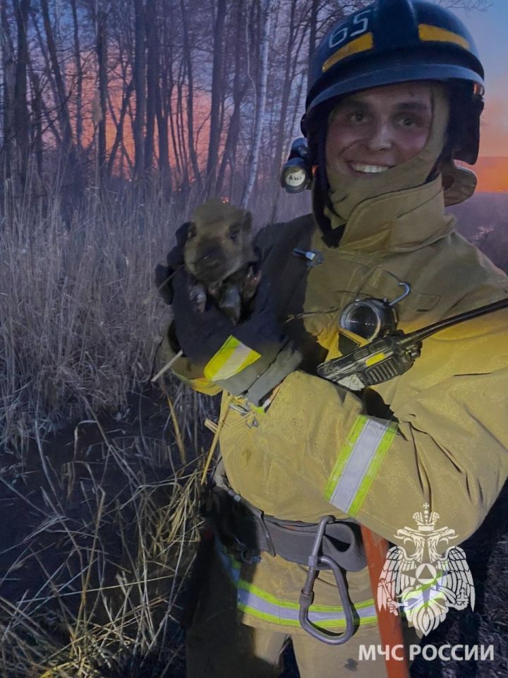 Пожарные Альметьевска спасли от огня маленького кабанчика