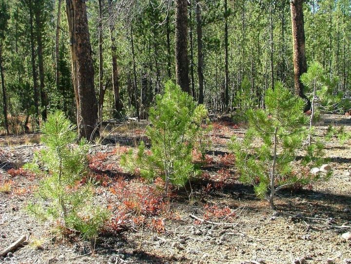 На обходе Нижнекамска и Набережных Челнов начали лесовосстановление