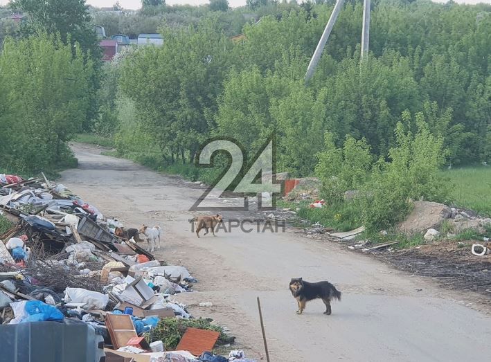 Казанцы пожаловались на свалку и бездомных собак около частных домов