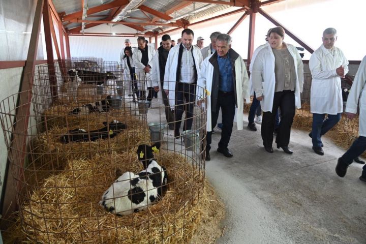 Минниханов посетил молочный комплекс в Муслюмовском районе