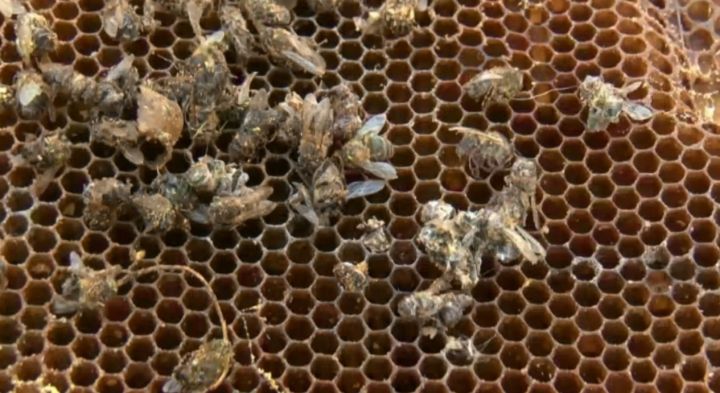 В Минсельхозпроде РТ назвали основную причину случаев массовой гибели пчел