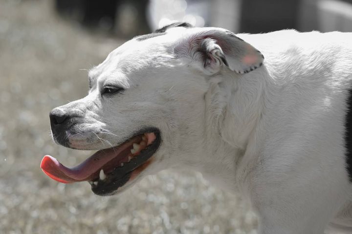 В Госдуме предложили ввести лицензию на потенциально опасные породы собак