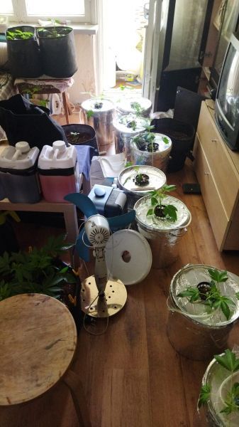 Полицейские задержали казанца, который выращивал дома марихуану