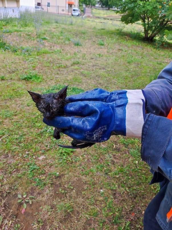 В Челнах водоканальщики спасли котенка
