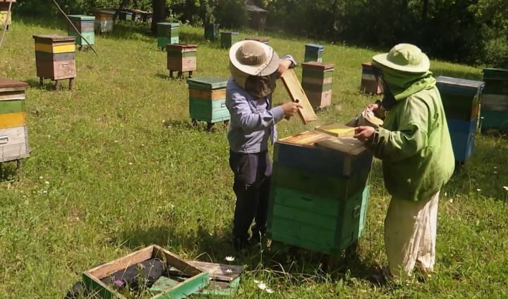 В России за укус пчелы можно подать в суд на владельца улья