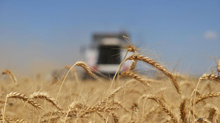 Битва за урожай: как засуха повлияет на урожай в Татарстане?