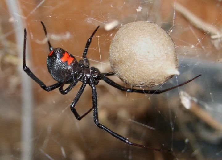 В Казани обнаружили пауков, похожих на «Черную вдову»