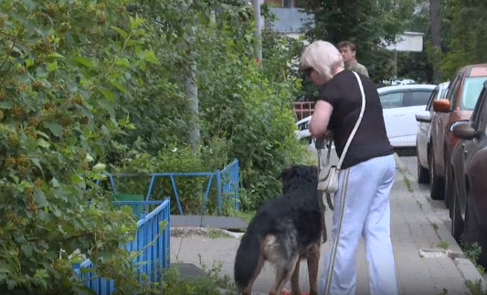 В Татарстане утвердили новые дополнительные правила выгула собак