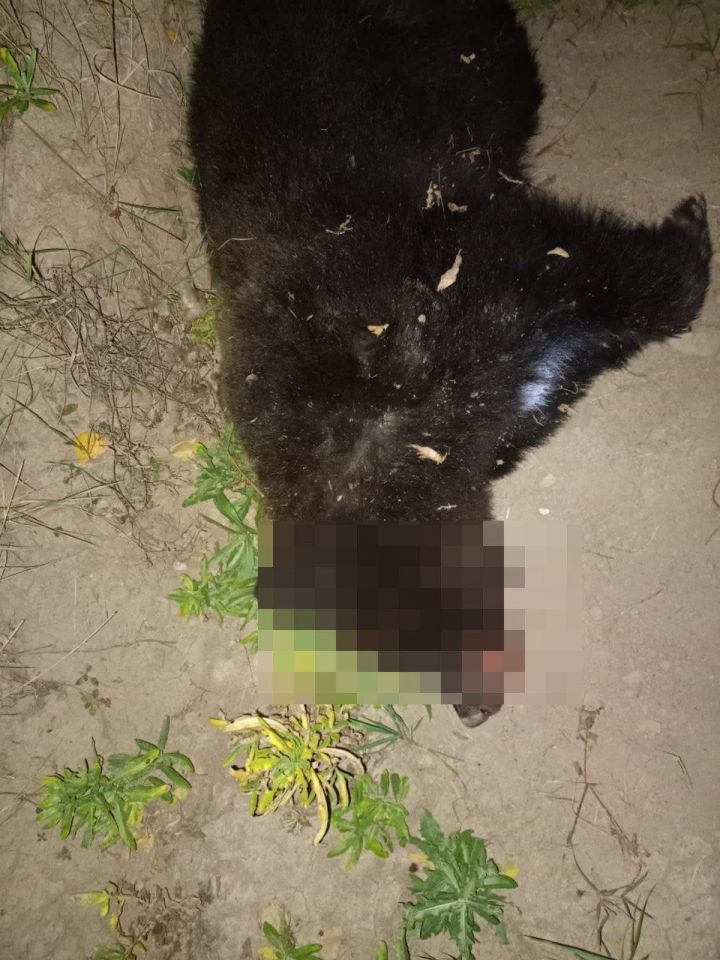 В Кукморском районе насмерть сбили медведя