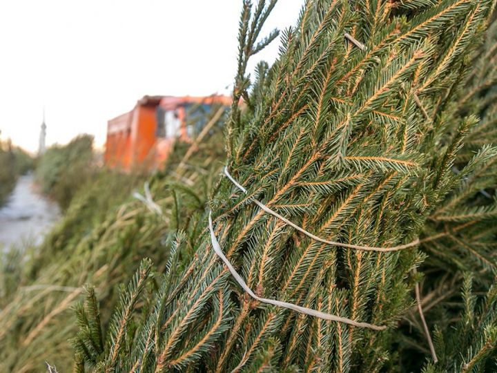 Казанцы смогут сдать новогодние елки на переработку