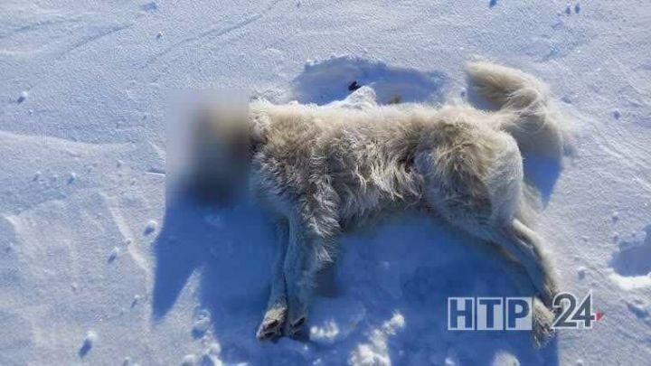 По факту убийства собак в Нижнекамском районе возбуждено уголовное дело