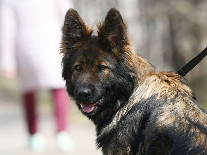 В Казани научат помогать детям с ОВЗ с помощью собак