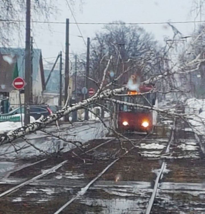 В Казани на улице Айдарова дерево упало на трамвайные пути