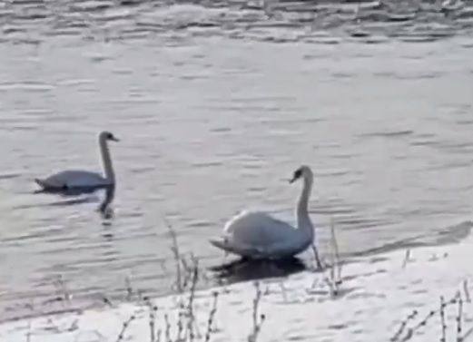 В Татарстан вернулись лебеди