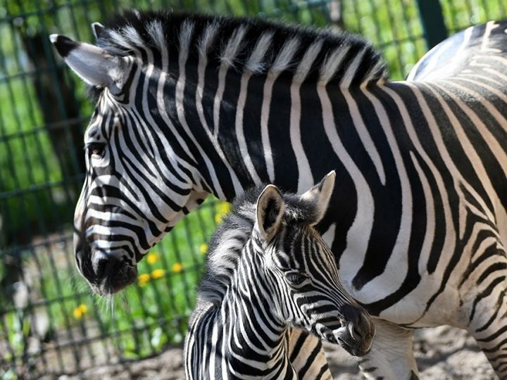 В казанском зооботаническом саду родилась зебра