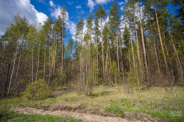 Гидрометцентр предупреждает о высокой пожарной опасности в лесах Татарстана